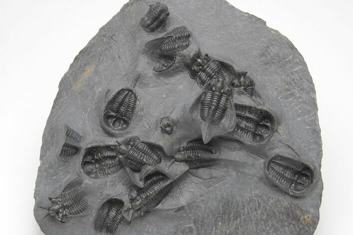 Impressive Cyphaspis Trilobite Cluster - Mrakib, Morocco #208396